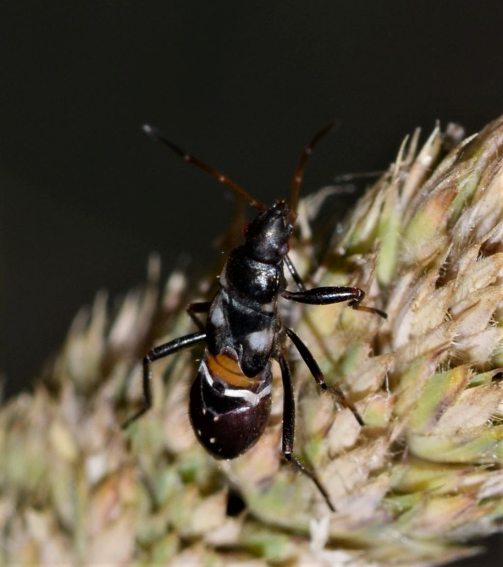 Ninfa di Nabidae?  No, di Lygaeidae: Raglius confusus